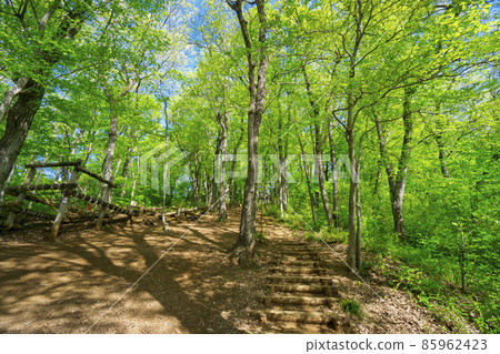 Fresh green Sayama Hills, the slope at the entrance to the play forest in Noyamakita Park Fresh green Sayama Hills, the slope at the entrance to the play forest in Noyamakita Park 85962423