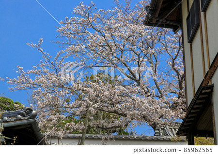 Cherry blossoms blooming on the road around Onomichi Temple in spring Cherry blossoms blooming on the road around Onomichi Temple in spring 85962565
