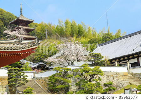 Cherry blossoms in the precincts of Saigokuji Temple in Onomichi in spring Cherry blossoms in the precincts of Saigokuji Temple in Onomichi in spring 85962577