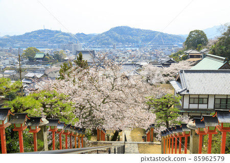 Niomon and the city over the cherry blossoms of Onomichi Saigokuji Temple in spring Niomon and the city over the cherry blossoms of Onomichi Saigokuji Temple in spring 85962579