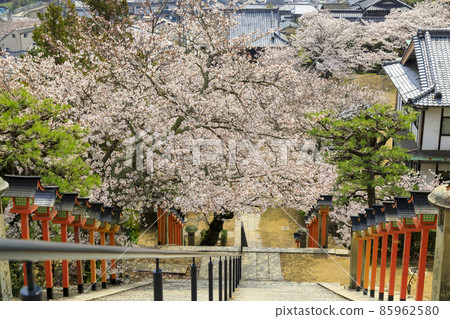 Niomon over the cherry blossoms at Saigokuji Temple in Onomichi in spring Niomon over the cherry blossoms at Saigokuji Temple in Onomichi in spring 85962580