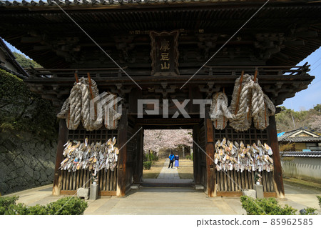 Cherry blossoms over the Niomon gate of Saigokuji Temple in Onomichi in spring Cherry blossoms over the Niomon gate of Saigokuji Temple in Onomichi in spring 85962585