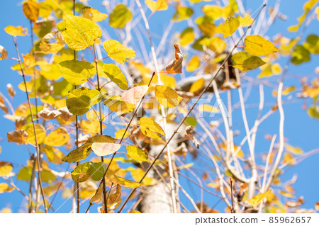 創價公園桂紅葉 / 埼玉縣 創價公園桂紅葉 / 埼玉縣 85962657