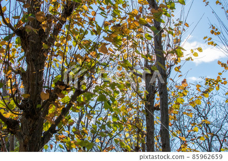 創價公園秋景 / 埼玉縣 創價公園秋景 / 埼玉縣 85962659