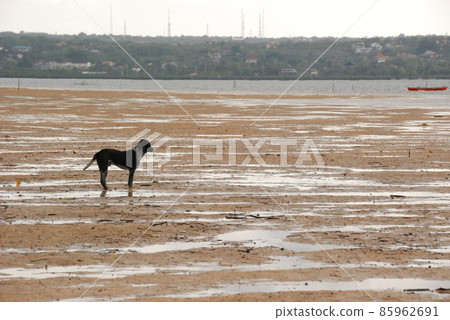 灘塗,一隻狗(龜島/巴厘島,印度尼西亞) 灘塗,一隻狗(龜島/巴厘島,印度尼西亞) 85962691