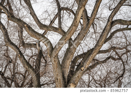 winter tree background with twisted trunks 85962757