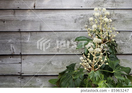 Temari-shaped eight-handed flower that blooms in yellowish white 85963247