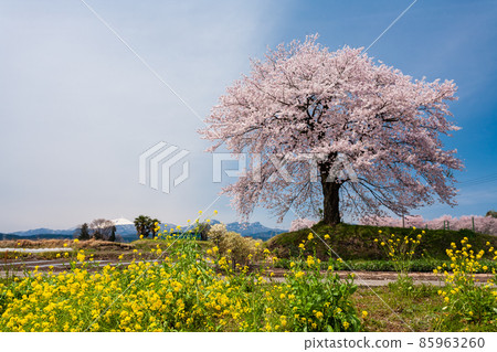 Rape flower and one cherry tree 85963260