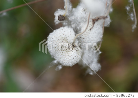 Japanese anemone fluff and seeds Japanese anemone fluff and seeds 85963272