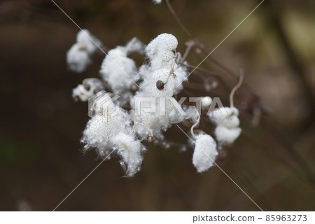 Japanese anemone fluff and seeds Japanese anemone fluff and seeds 85963273