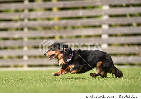 Miniature dachshund playing in a dog run Miniature dachshund playing in a dog run 85963313