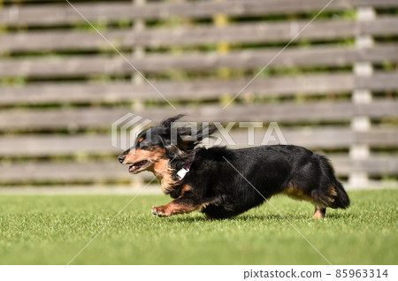 Miniature dachshund playing in a dog run Miniature dachshund playing in a dog run 85963314