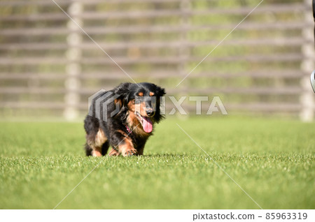 Miniature dachshund playing in a dog run Miniature dachshund playing in a dog run 85963319