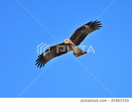 一隻在尋找獵物時盤旋的黑鳶 一隻在尋找獵物時盤旋的黑鳶 85963330