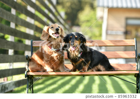 A miniature dachshund that recommends in nature A miniature dachshund that recommends in nature 85963332