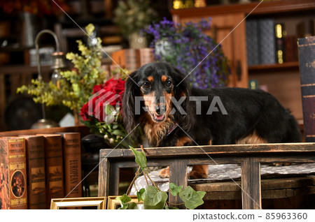 Miniature dachshund recommended in a retro background 85963360
