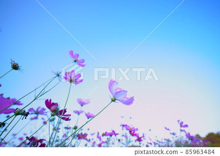 Cosmos beautiful stock photos 85963484