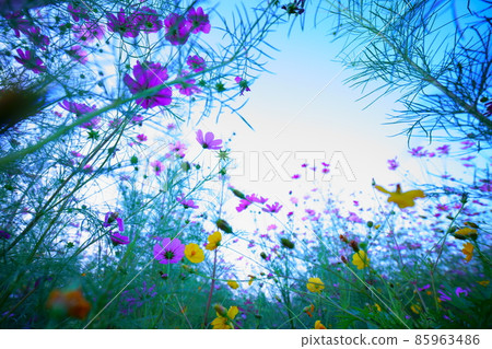 Cosmos beautiful stock photos 85963486