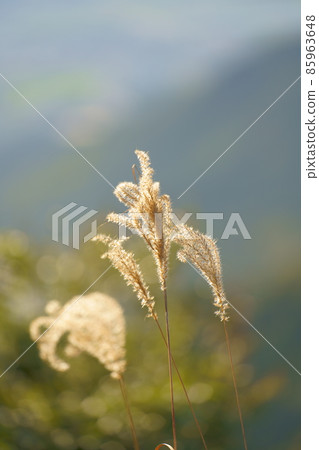 蒲葦的美麗和閃耀的光芒 85963648