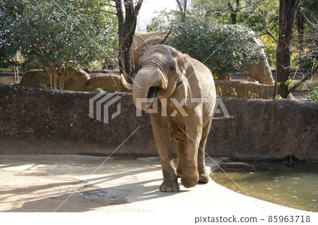 大型雌性非洲大象 大型雌性非洲大象 85963718