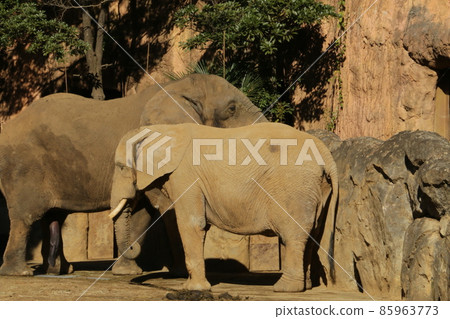 一對好朋友夫婦的非洲象 85963773