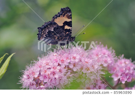 Small tortoiseshell sucking honey (Tsurui Village, Hokkaido) 85963890