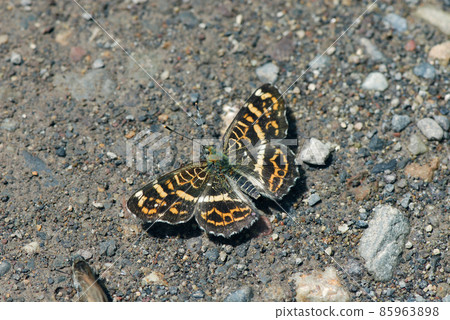 Male Sakahachicho (Tsubetsu Town, Hokkaido) Male Sakahachicho (Tsubetsu Town, Hokkaido) 85963898