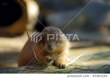 Photographs of zoo materials 85964268