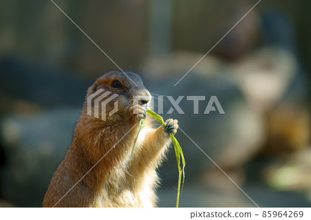 Photographs of zoo materials 85964269