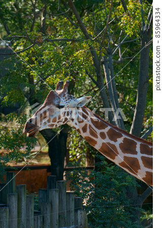 Photographs of animal materials Kirin 85964334