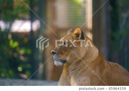 Photographs of animal materials Lion Photographs of animal materials Lion 85964339