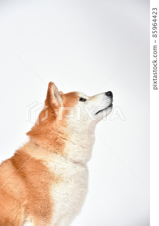 棕色頭髮的柴犬的簡單肖像 85964423