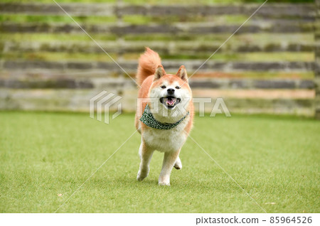 柴犬犬跑 85964526