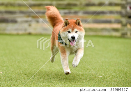 柴犬犬跑 85964527