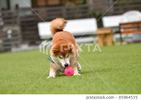 Shiba Inu playing in a dog run 85964535