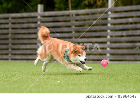 柴犬犬跑 85964542