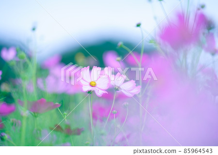 美麗的秋天櫻花照片 美麗的秋天櫻花照片 85964543