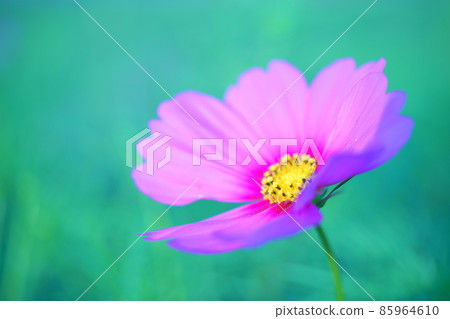 Photographs of beautiful autumn cherry blossoms Photographs of beautiful autumn cherry blossoms 85964610