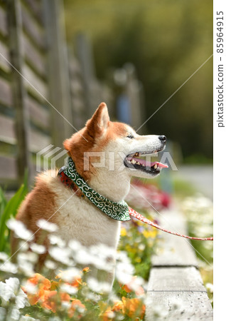 Shiba Inu recommended in nature Shiba Inu recommended in nature 85964915
