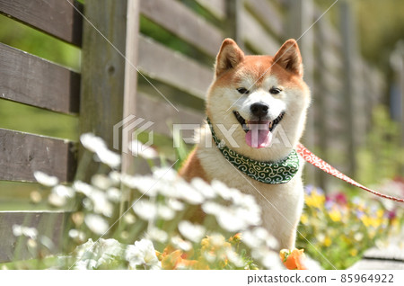 Shiba inu hot sale nature