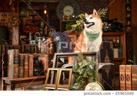 柴犬推薦復古背景 85965089