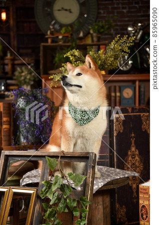 柴犬推薦復古背景 85965090