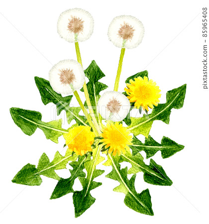Illustration of dandelions and fluff Spring hand-painted watercolor illustration material Illustration of dandelions and fluff Spring hand-painted watercolor illustration material 85965408
