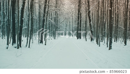 Snowy winter road in a gloomy forest park. Cold weather, around the trees without leaves. Time of day - sunset or dawn 85966023