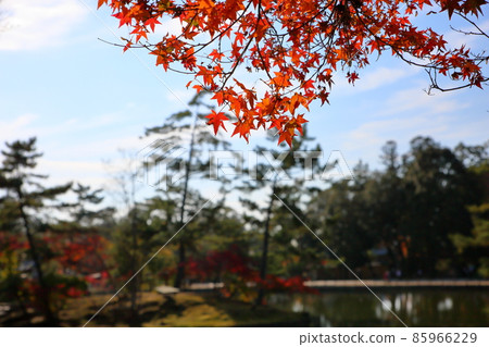 燦爛的秋葉 燦爛的秋葉 85966229
