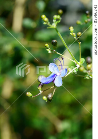2436 Clerodendrum Ugandense 85966243