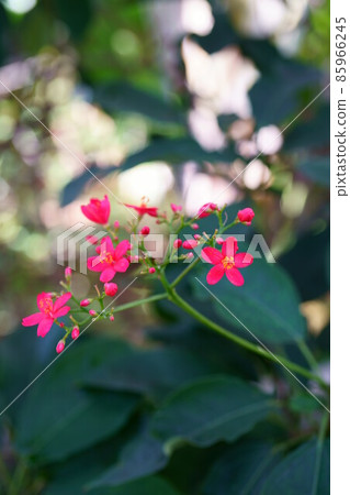 第2434章 南陽櫻 85966245