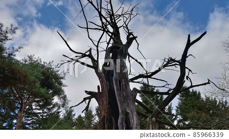 枯萎的大樹 枯萎的大樹 85966339
