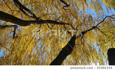I looked up because I had a willow with colored leaves I looked up because I had a willow with colored leaves 85966344