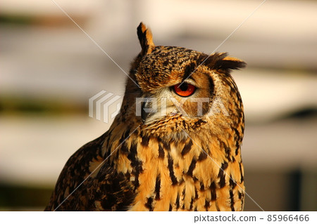 夕陽下的孟加拉鷹貓頭鷹 85966466